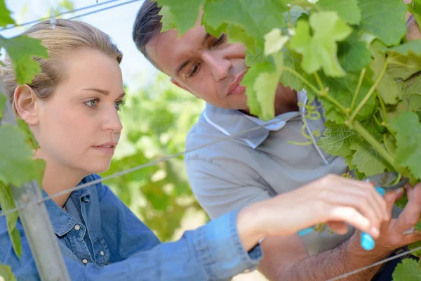Winegrowers beskärning vinrankorna — Stockfoto