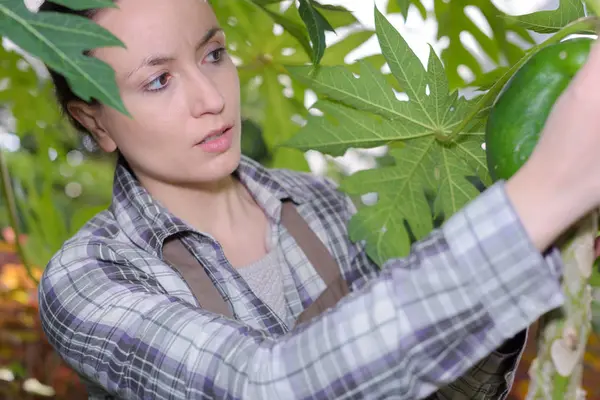 Young woman checking fruit from a tree in the garden — Stock Photo, Image