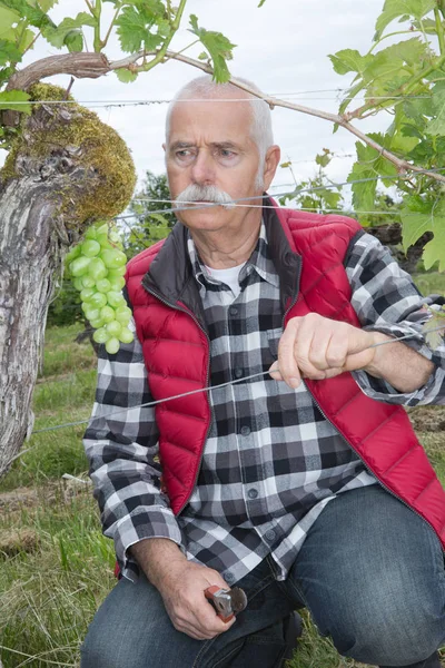 Enior man neigt wijnstokken met tros groene druiven — Stockfoto