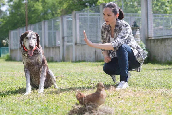 Dedicado chica entrenamiento perro en kennel —  Fotos de Stock