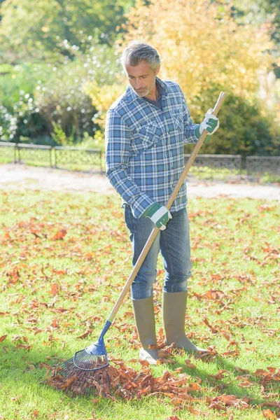 Middle aged man raking leaves Stock Image