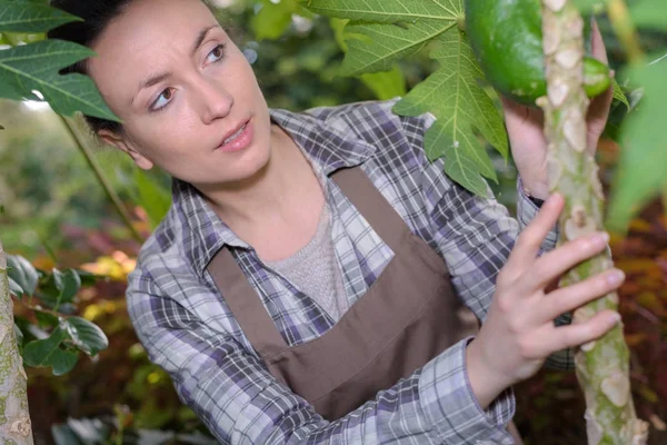 Mujer inspeccionando fruta de planta exótica — Foto de Stock