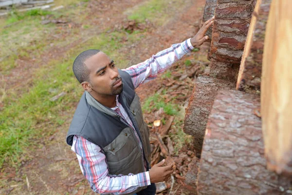 Counting the pile of lumber — Stock Photo, Image