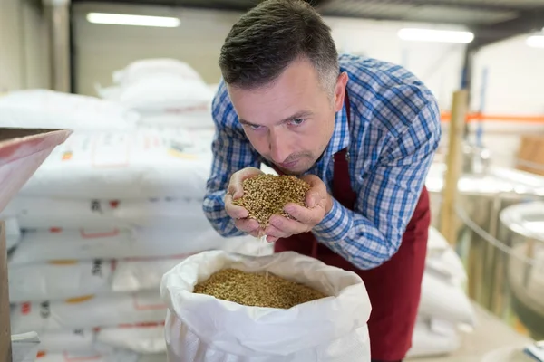 Trabalhador da cervejaria malte de cerveja cheiro — Fotografia de Stock