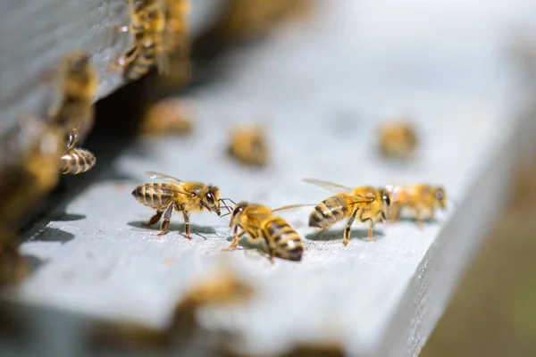 Primer plano de las abejas en una colmena — Foto de Stock