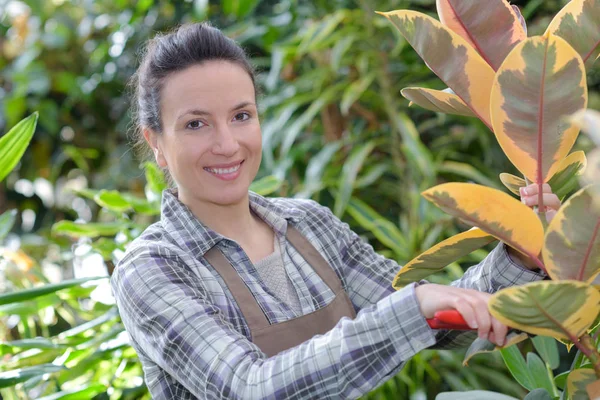 Jardineiro feminino cortando a folha — Fotografia de Stock