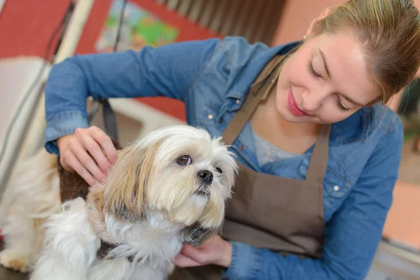 Pet groomer com cão pequeno — Fotografia de Stock