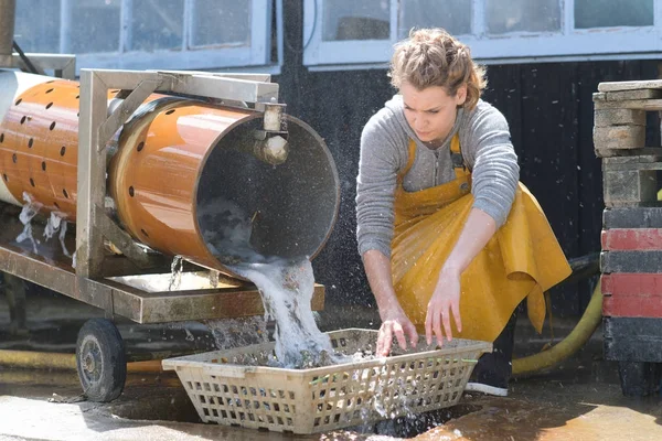 Mencuci tiram dengan air laut yang dipompa — Stok Foto