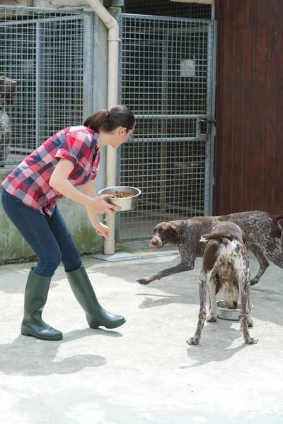 Tierheim füttert die Hunde freiwillig — Stockfoto