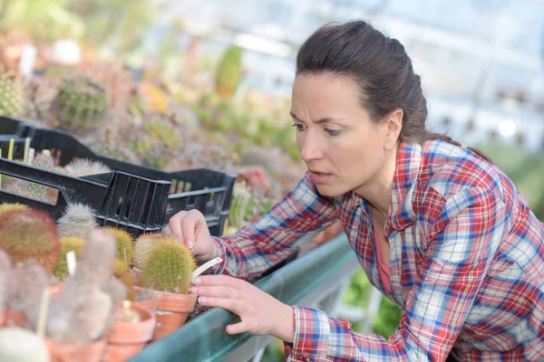 Trädgårdsmästare som tar hand om små kaktusar i växthus — Stockfoto