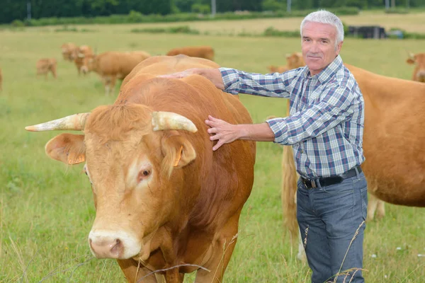 Farmer next to steer — Stock Photo, Image