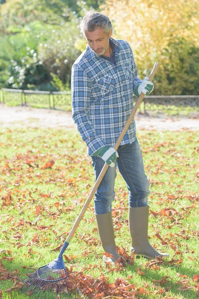 Uomo rastrellando foglie — Foto Stock