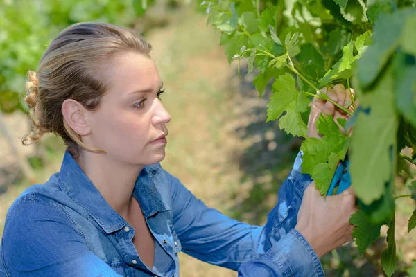 Lady plukken grpaes van wijnstok — Stockfoto