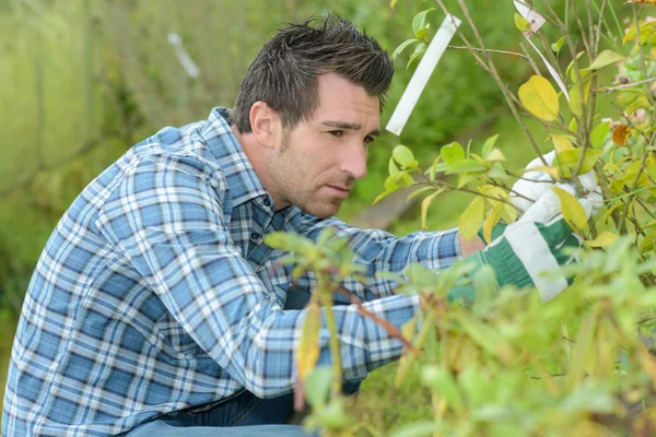 Man tenderar plantor och man — Stockfoto