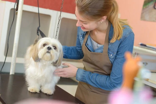 Damat ile evde beslenen hayvan köpek — Stok fotoğraf