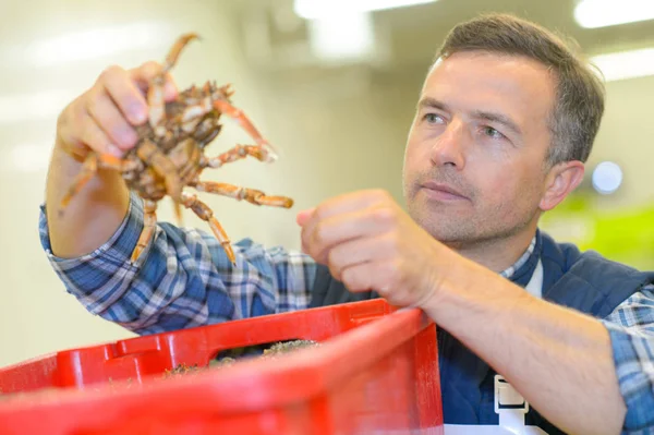 Menyortir kepiting dan bekerja — Stok Foto