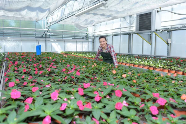 Mooie dame in de plant kwekerij — Stockfoto