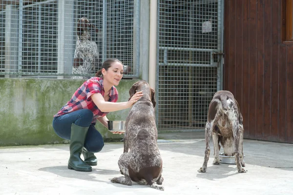 犬の家で — ストック写真