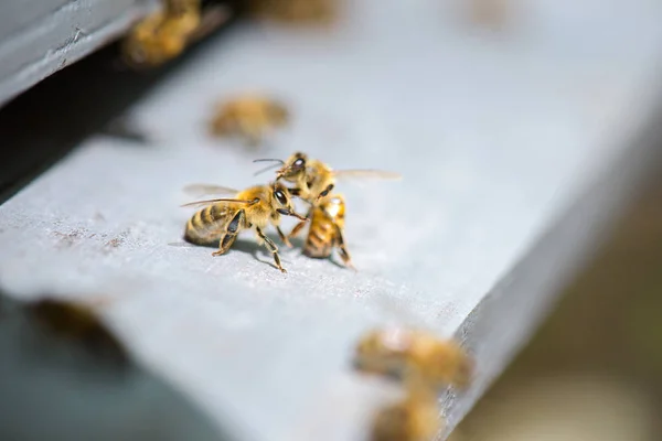 Méhek a keret harci — Stock Fotó