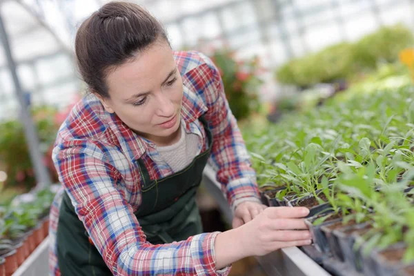 Kvinna tenderar växter i garden center — Stockfoto