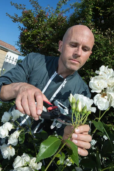 Mužské zahradník stříhání květin — Stock fotografie