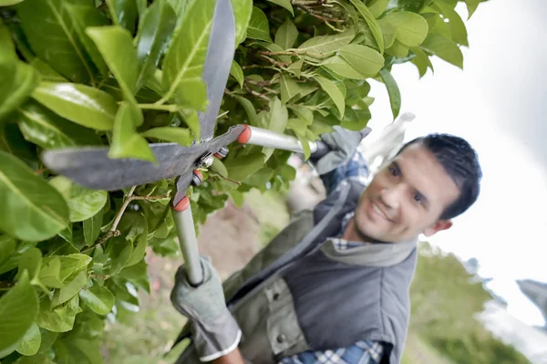 Tuinman trimmen een hedge — Stockfoto