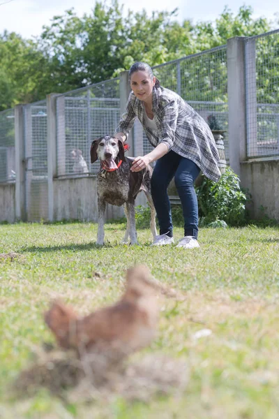 Foxterrier élvező víz mozgókép — Stock Fotó