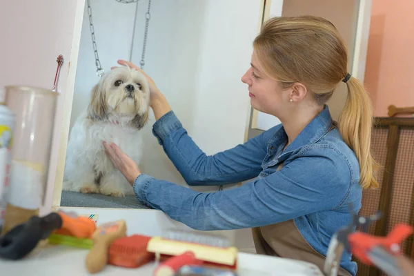 Kuafördeki şirin köpek. — Stok fotoğraf