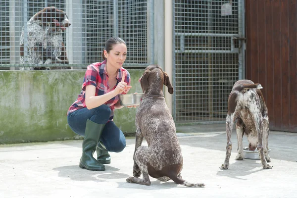 Hayvan barınağı gönüllüsü köpekleri besliyor — Stok fotoğraf