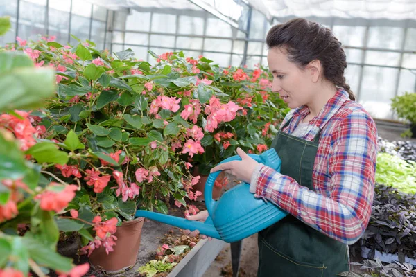 Jardinero sonriente riego plantas vivero — Foto de Stock