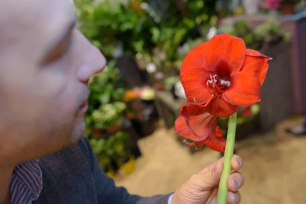 Muž hospodářství red amaryllis lilie — Stock fotografie