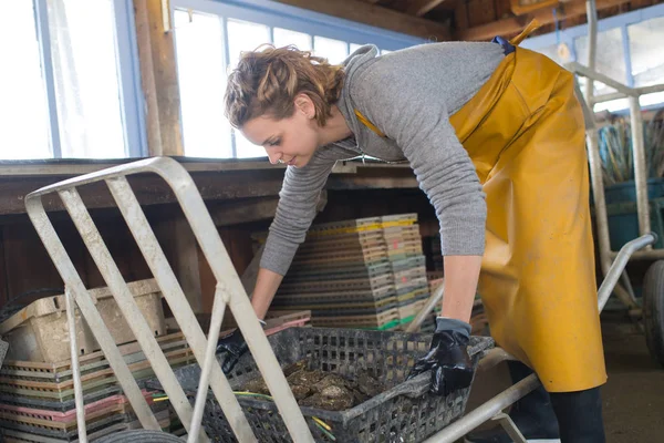 여성 굴 작업자 굴 가방을 배치 — 스톡 사진