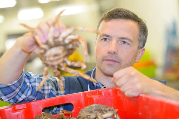 Menyortir kepiting dan laut — Stok Foto