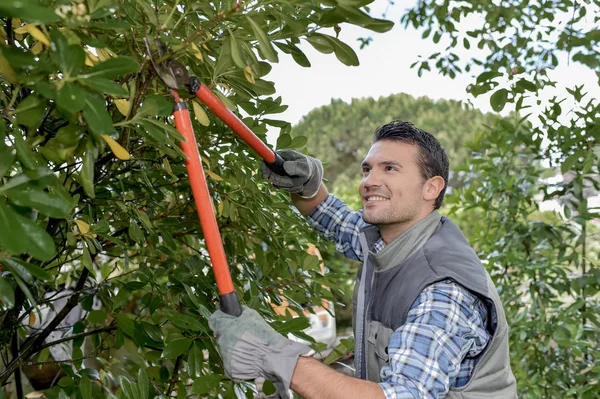 Man pruning tree with secateurs