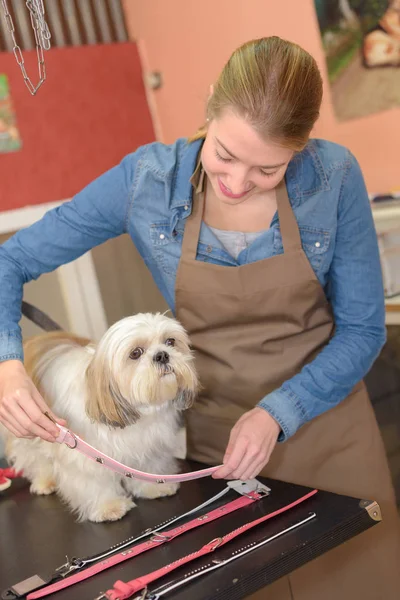 Putting back the dog 's collar — стоковое фото