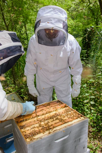 Zwei Personen, die am Bienenstock arbeiten — Stockfoto