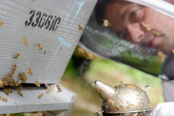 Fumar as abelhas e o homem — Fotografia de Stock