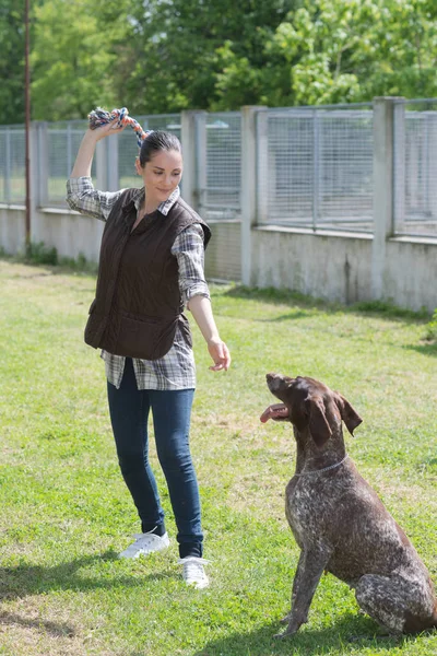 개종 교육 강아지 및 개 — 스톡 사진
