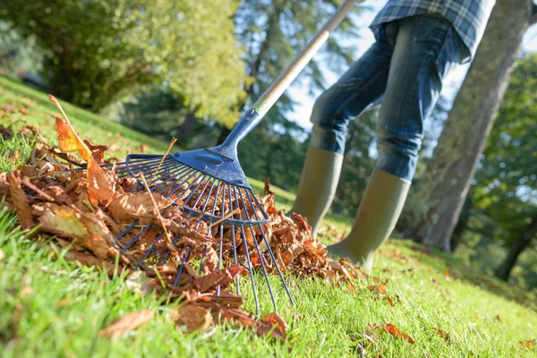 Ratissage des feuilles et du travail — Photo