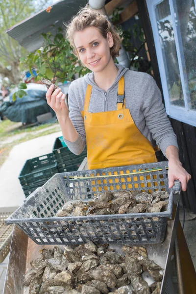 Oyster farmer čistí její ústřice — Stock fotografie