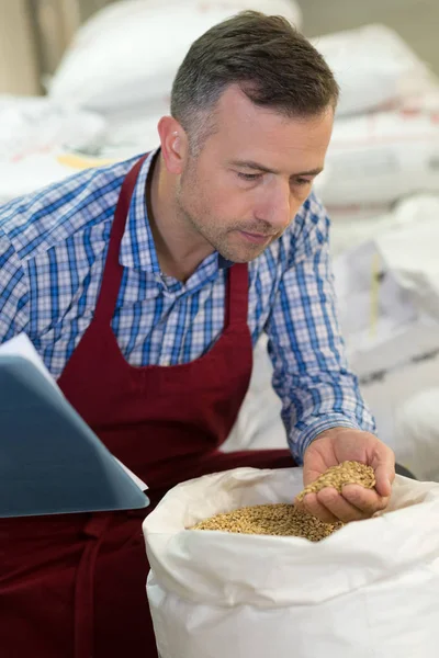 Brauereiarbeiter hält Biermalz in den Händen — Stockfoto