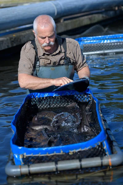 A worker harvesting farmed fish — Stock Photo, Image