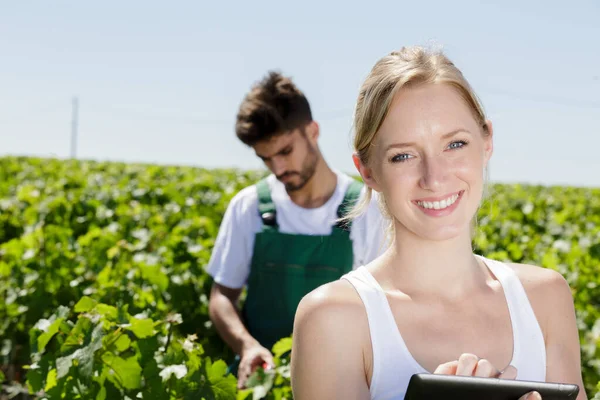 Werknemers in wijngaarden tijdens de oogst — Stockfoto