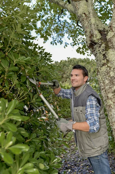 Man met behulp van snoeischaar om hagen te snoeien — Stockfoto