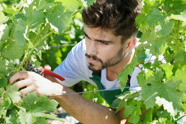 Чоловік ріже виноград ножицями в саду — стокове фото