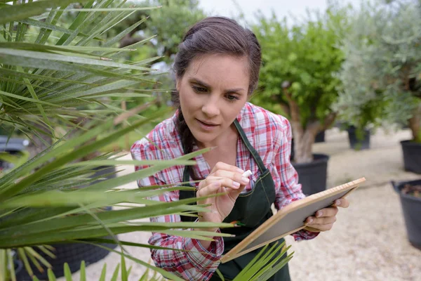 Mujer sosteniendo portapapeles inspeccionando hoja de palmier —  Fotos de Stock