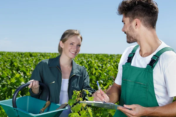 Twee gelukkige arbeiders in wijngaarden — Stockfoto