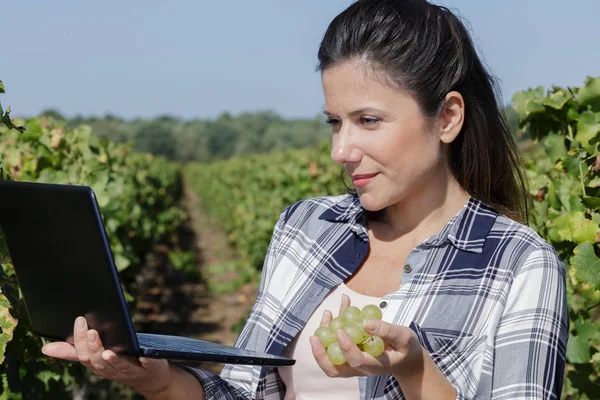 Vrouw controleren wijngaard vooruitgang en het opnemen van gegevens op laptop — Stockfoto