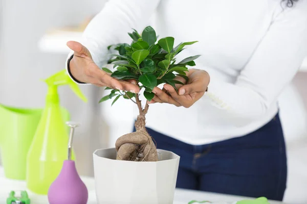 Bonsai cura e cura della crescita delle piante d'appartamento — Foto Stock