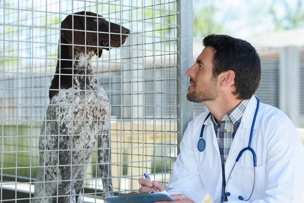 動物の世話と犬 — ストック写真